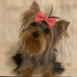 Emily - Yorkshire Terrier