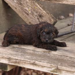 Justice - Red female Whoodle puppy in West Bend, Iowa from Blue Skies Terriers