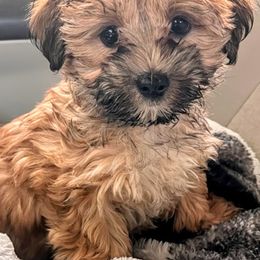 Shih Tzus, Shorkies, Yorkipoos, and Yorkshire Terriers from Little Rascal Ranch