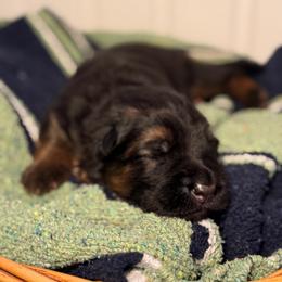 Buck - Black and red male German Shepherd puppy in Canterbury, New Hampshire from De La Paz German Shepherds