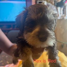 Rex (red collar) - Liver male Miniature Schnauzer puppy in Chicago, Illinois from Cuddly Cutts Pets