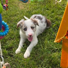 Mopple - White and red merle male Border Collie puppy in Avilla, Indiana from Borderline Kennels