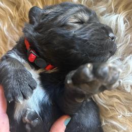 Female 2 - Red - Sable female Working Dog Cross puppy in Pleasant View, Colorado from Pails & Provisions Farm