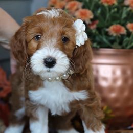 Sweet Tart - Red  female Goldendoodle puppy in Sioux Falls, South Dakota from Dolly's Doodles