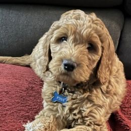 Goldendoodles and Poodles from RamblerGoldens