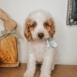 Draco - Parti male Goldendoodle puppy in Hilton, New York from The House of Goldendoodle