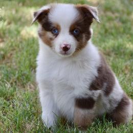 Flash - Red merle male Miniature Australian Shepherd puppy in Evant, Texas from Lazy VT Bar Ranch