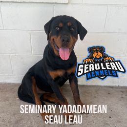 Rottweiler All Grown Up from Seau Leau Kennels