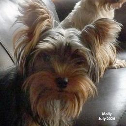 Molly - Black and tan female Yorkshire Terrier puppy in Baraga, Michigan from Ojibwa Yorkies