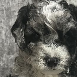 Bernedoodles from Bella‘s Mini Bernadoodles