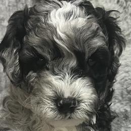 Bernedoodles from Bella‘s Mini Bernadoodles