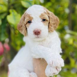 Goldendoodle Puppies from Aloha Sunset Doodles, LLC