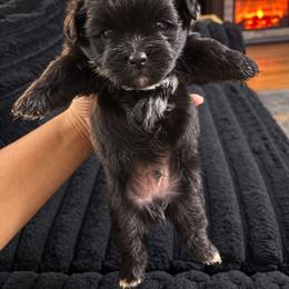 Onyx - Black and white male Shihpoo puppy in Sumter, South Carolina from DWS KENNEL SERVICES