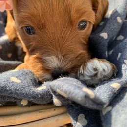 Cockapoo Puppies from ApplebyFarm