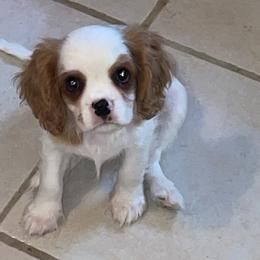 Cavalier King Charles Spaniel Puppies from Majestic Cavaliers of Melbourne FL