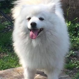 American Eskimo Dogs, Newfoundlands, and Siberian Huskies from Blossom Trail Kennel