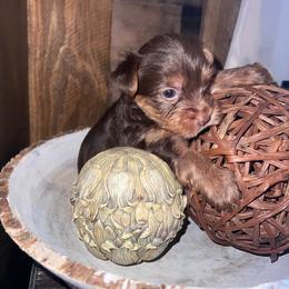Chibs the little charmer - Chocolate, tan and white male Yorkshire Terrier puppy in Dalton, Georgia from Southern Charm Precious Paws