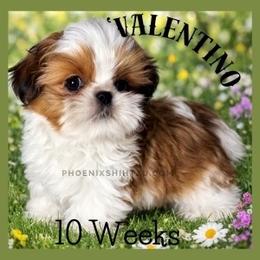 Valentino - Red and white male Shih Tzu puppy in Hayden, Idaho from Phoenix Shih Tzu