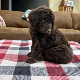 Tundra - Red male Miniature Australian Shepherd puppy in Edgar Springs, Missouri from Scott’s Aussies LLC