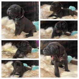 Cane Corso Puppies from Ruby Mountain Royalty