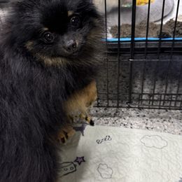 Travis - Pomeranian