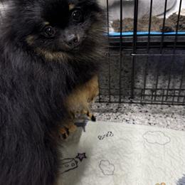 Travis - Pomeranian