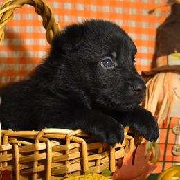 Blue Collar Boy - Black male German Shepherd puppy in Oxford, Arkansas from Atlas Shepherds