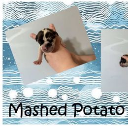 Great Dane Puppies from Alchemy Danes