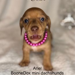 Ariel - Fawn (isabella) and cream female Dachshund puppy in Lexington, Oklahoma from BooneDox Miniature Dachshunds