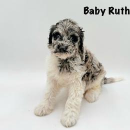 Baby Ruth - Merle female Goldendoodle puppy in Milford, Pennsylvania from Doodles Are Golden
