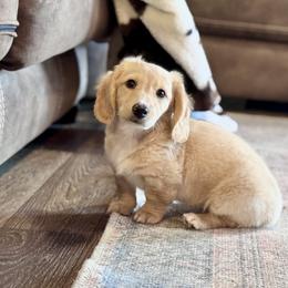 Yeti - Cream male Dachshund puppy in Hornbeck, Louisiana from A&Z Mini Dachshunds