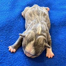 Bobby - Boston Terrier puppy in Youngsville, North Carolina from Gemini Boston Terriers