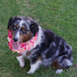Treasure - Blue merle female Miniature American Shepherd puppy in Kamuela On The Big Island, Hawaii from Royal Hawaiian Aussies LLC