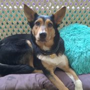 Sporty Mixes from Cherniak Canines