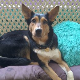 Sporty Mixes from Cherniak Canines