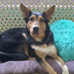 Sporty Mixes from Cherniak Canines