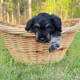 Zeus - Black and silver male Miniature Schnauzer puppy in Akeley, Minnesota from Great Northern Schnauzers