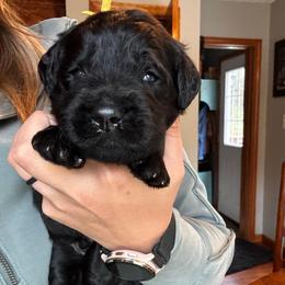 Sokka - Black male Goldendoodle puppy in Glen Daniel, West Virginia from Dani’s Doodles