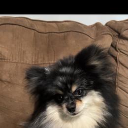 AKC Chloe - Blue merle female Pomeranian puppy in Hughes Springs, Texas from Hughes Springs Tx Poms