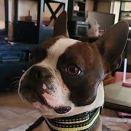 Twig - Boston Terrier