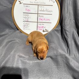 Hen - yellow collar - Yellow female Labrador Retriever puppy in Troy, South Carolina from Wicked Flyer Retrievers