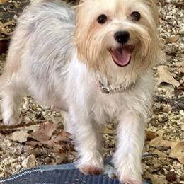 Stella - Yorkshire Terrier