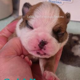 Boy 3 - Red male Boston Terrier puppy in Griffin, Georgia from Celtic Kennel Bostons