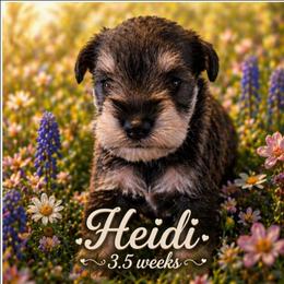 Heidi - Salt and pepper female Miniature Schnauzer puppy in Elgin, Iowa from Firefly Stables