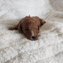 Red - Red  female Goldendoodle puppy in Cumming, Georgia from Chattahoochee Kennels