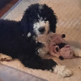 Aussiedoodles, Bernedoodles, Goldendoodles, and Sheepadoodles from Treasure State Doodles & Poodles LLC