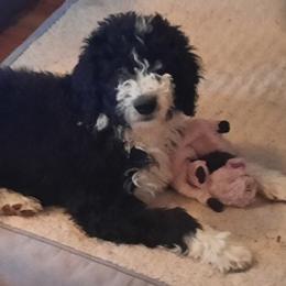 Aussiedoodles, Bernedoodles, Goldendoodles, and Sheepadoodles from Treasure State Doodles & Poodles LLC