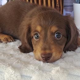 3000.. Brownie - Chocolate and tan male Dachshund puppy in Winter Haven, Florida from Gateway 2 Little Paws