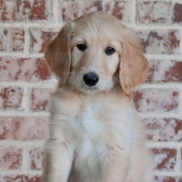 Ruby - Cream female Goldendoodle puppy in Ovilla, Texas from Osgood Doodles
