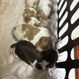 Rumor boy 2 - Orange and white male Brittany puppy in Floyd Knobs, Indiana from Cross Creek Brittanys